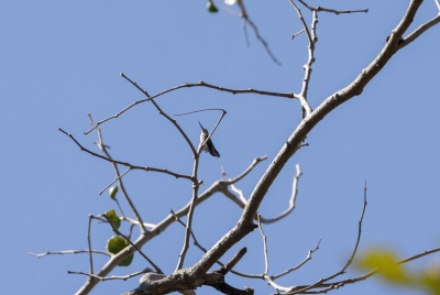 Humming Bird Liberia 2024